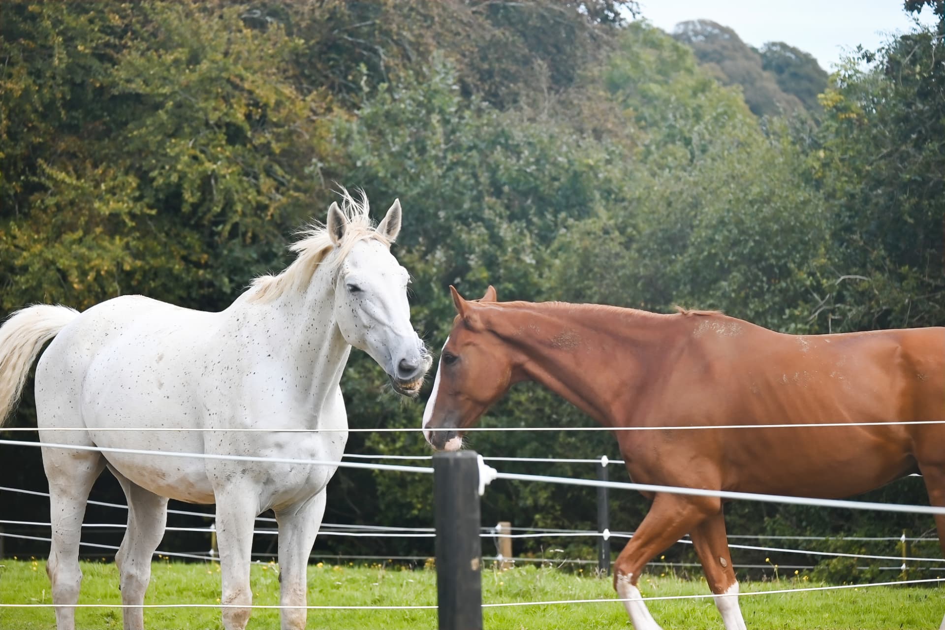 A white horse and a chestnut horse greeting each other at the paddock fence