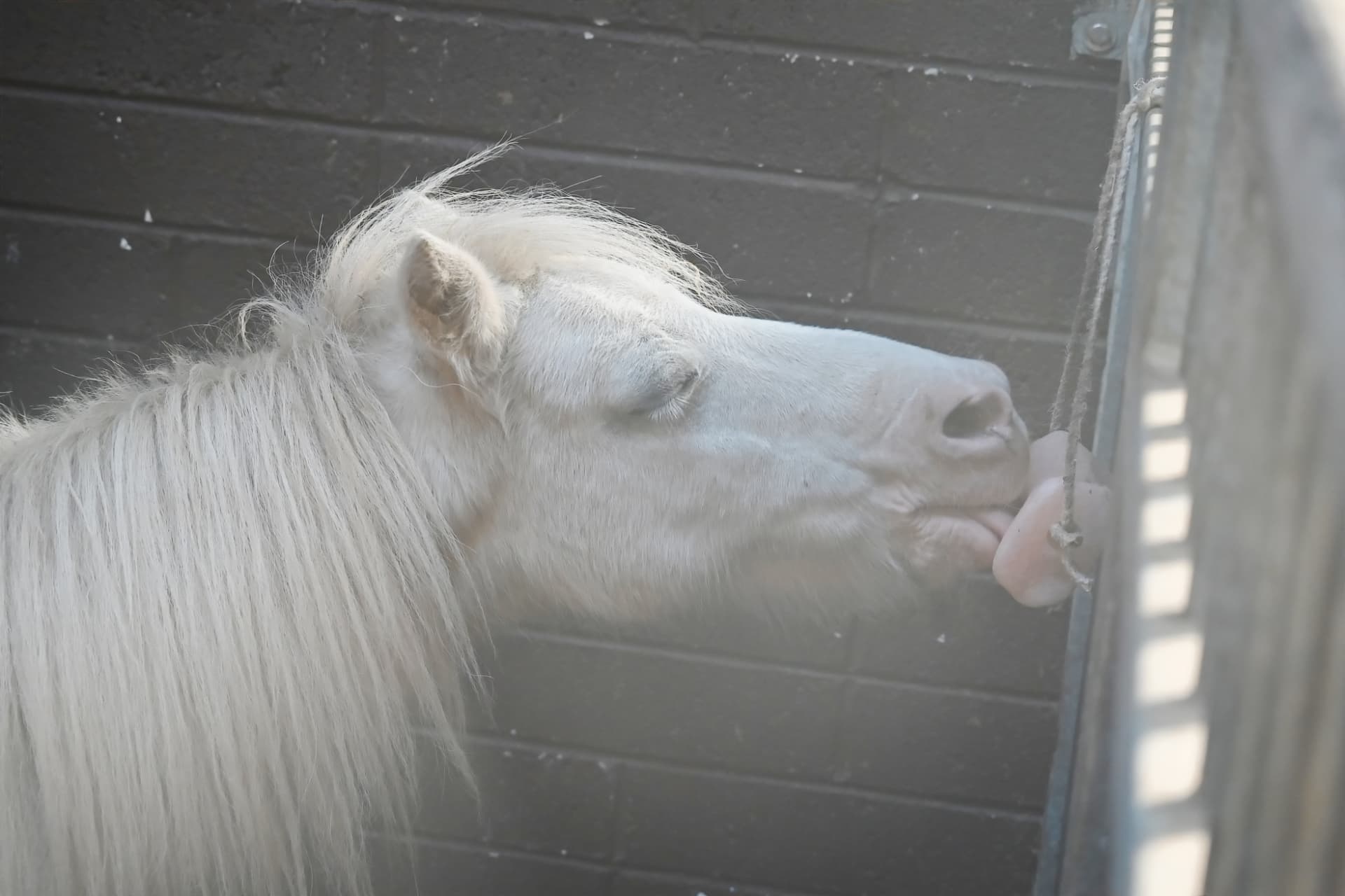 A white pony dozing in soft light against the stable wall