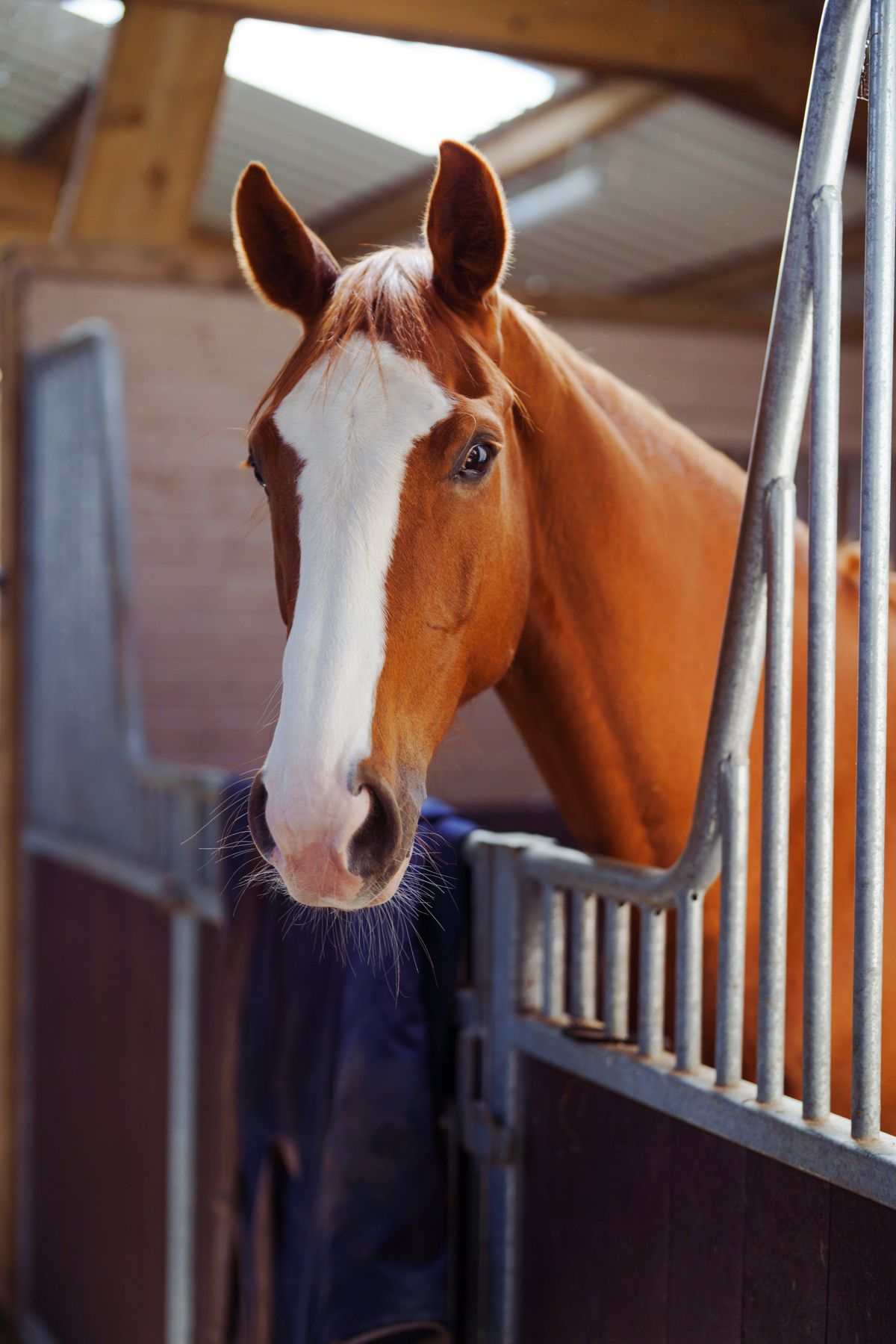 A bay horse at the stable door