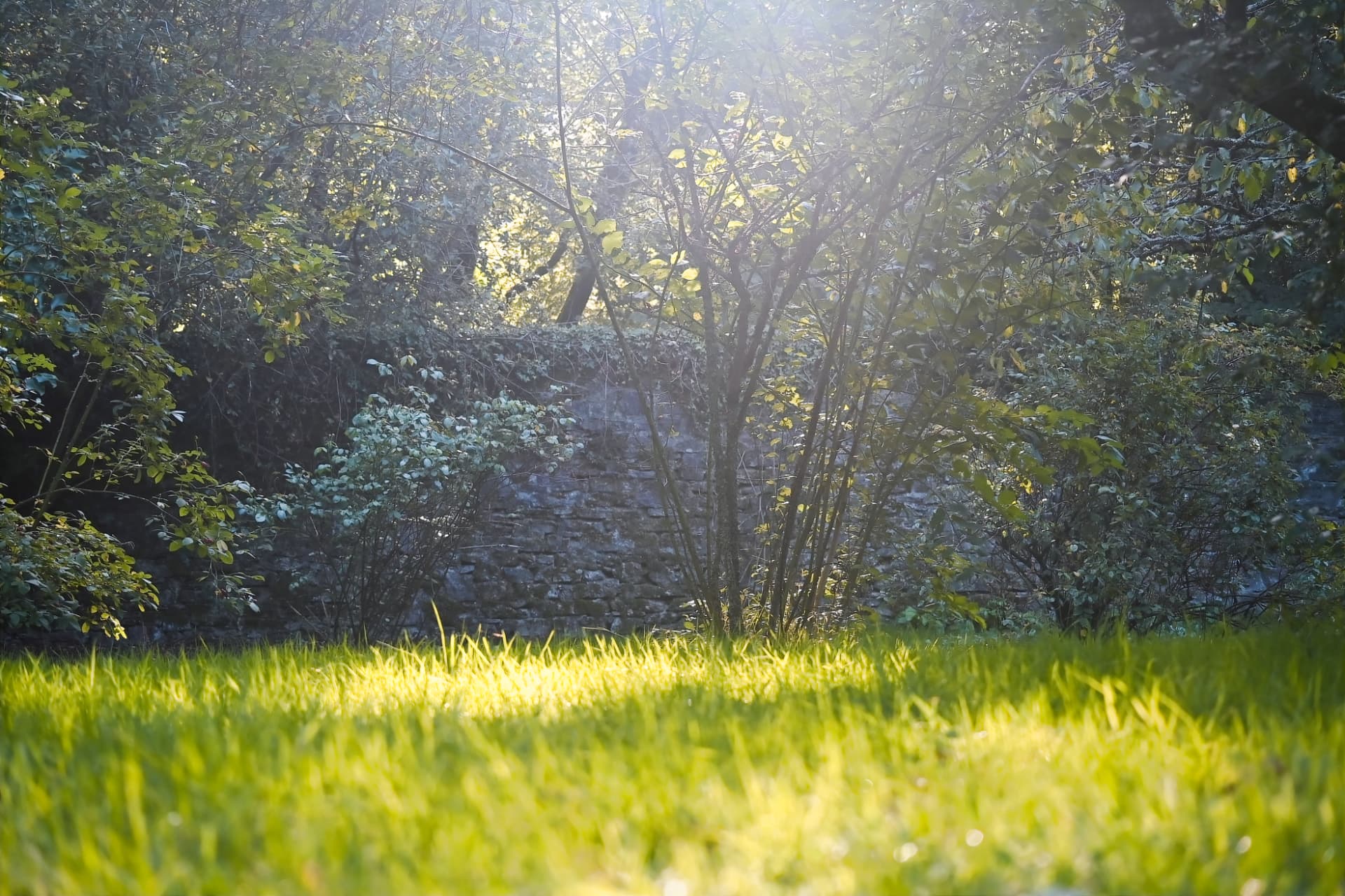 Sunlight falling across long grass in front of an old stone wall