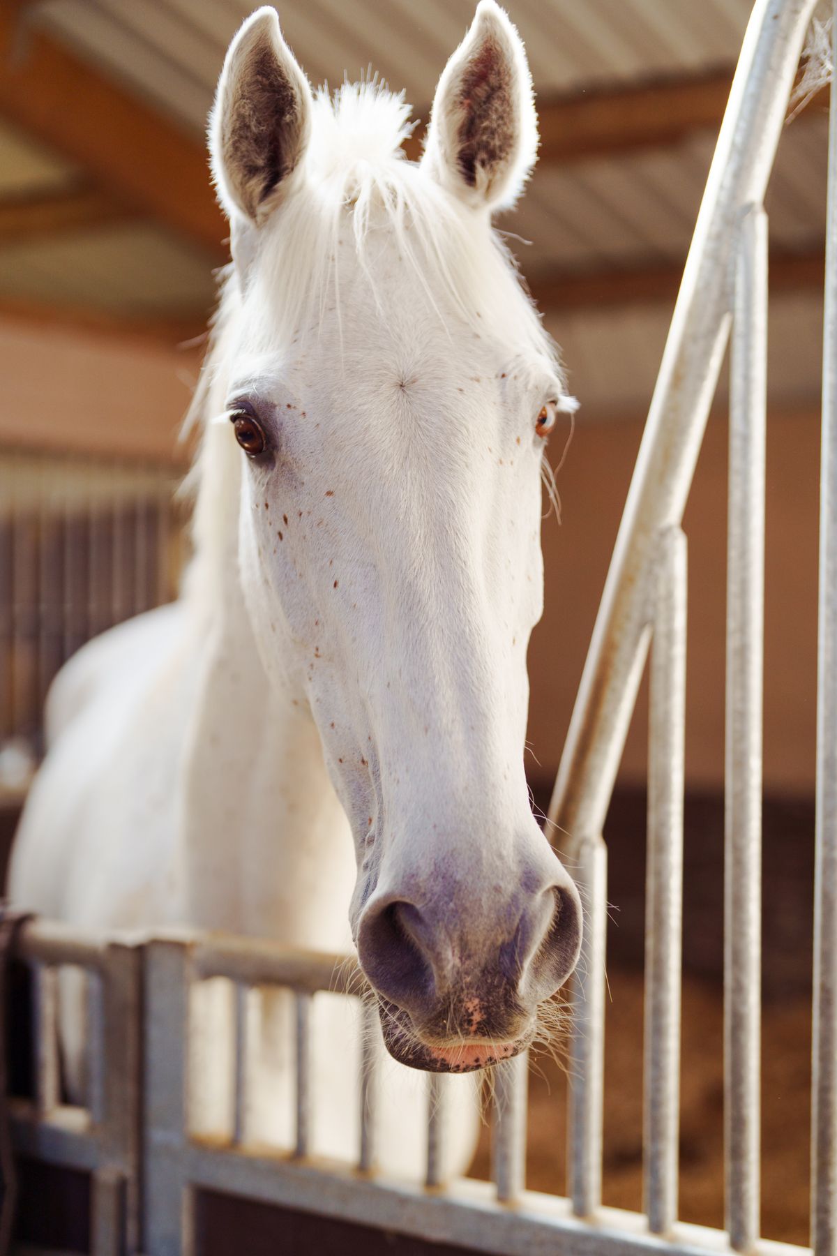 A white horse in the stable looking out