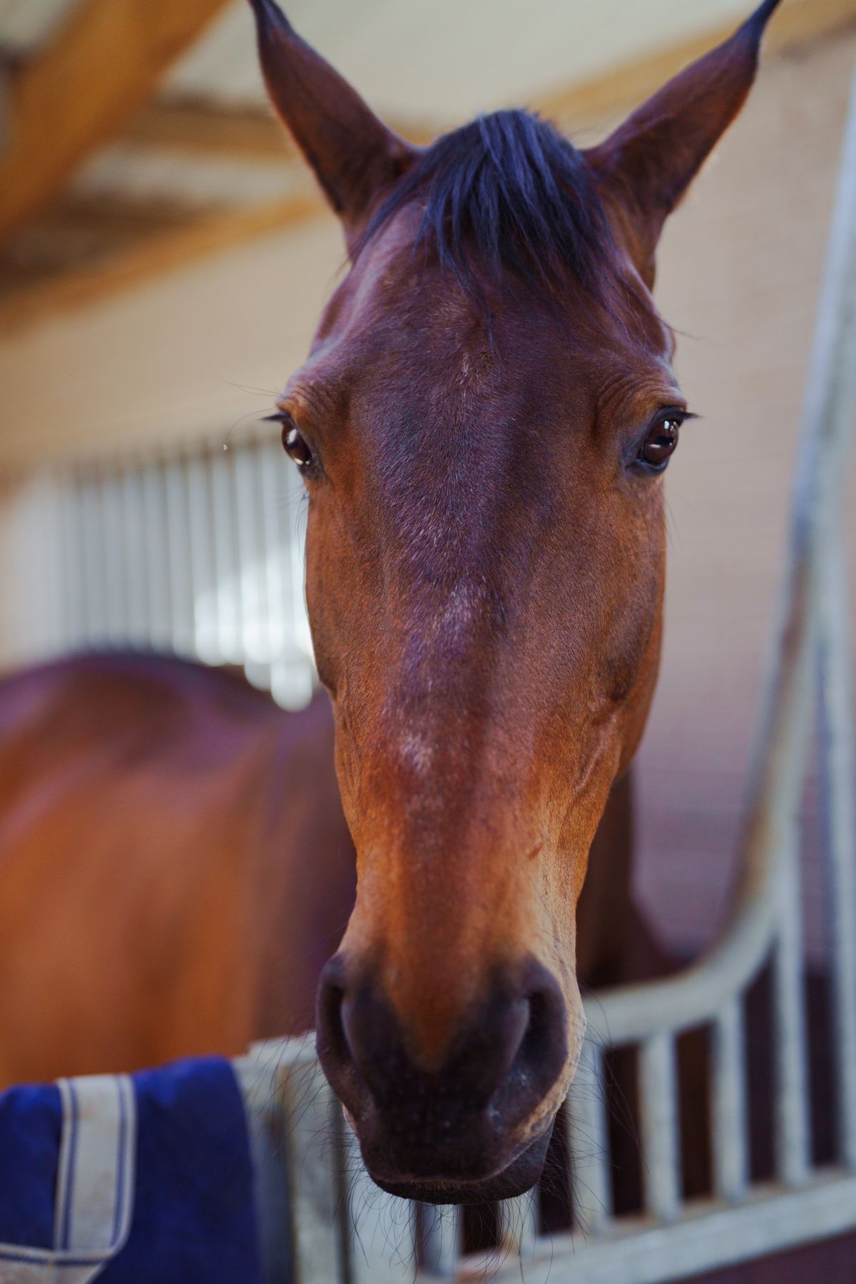 Portrait of a bay horse in the stable