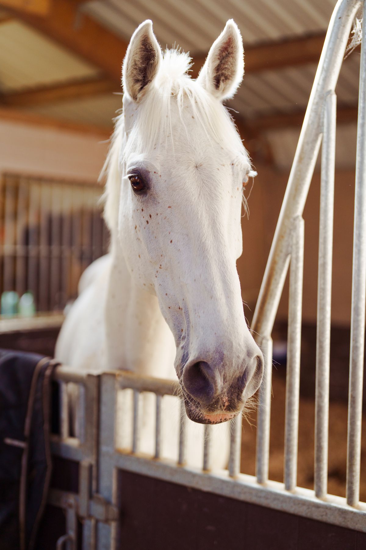 A white horse looking out over a stable door