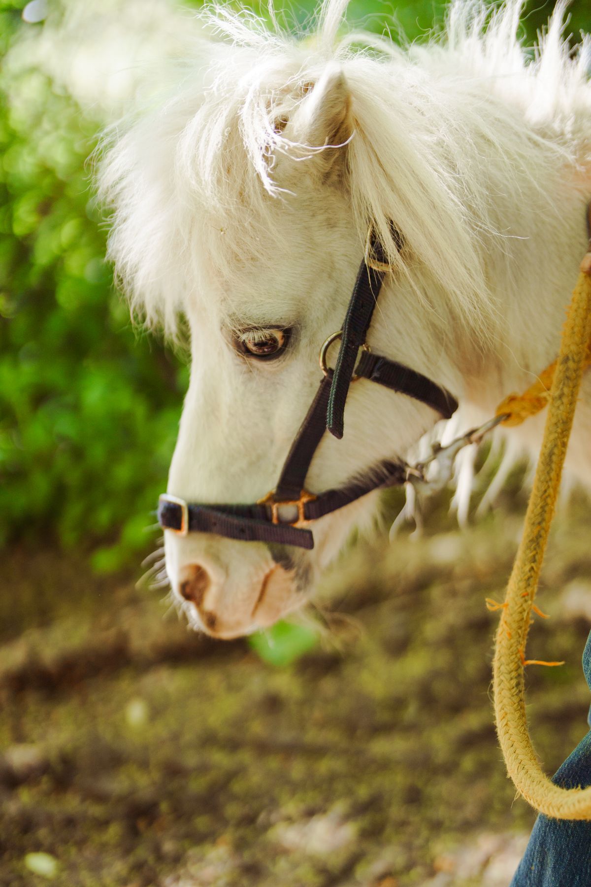Close portrait of a white pony's face