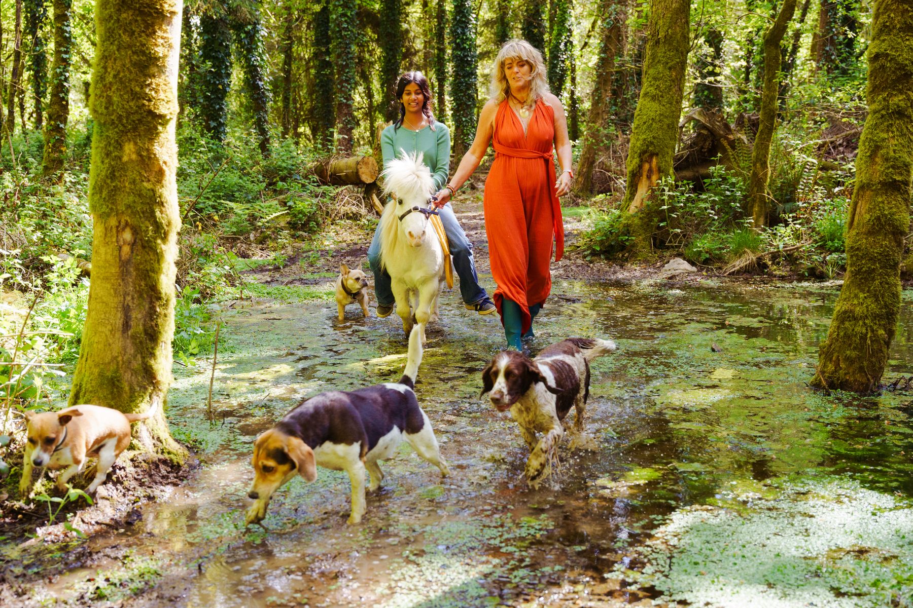 A shallow woodland pool with dappled light